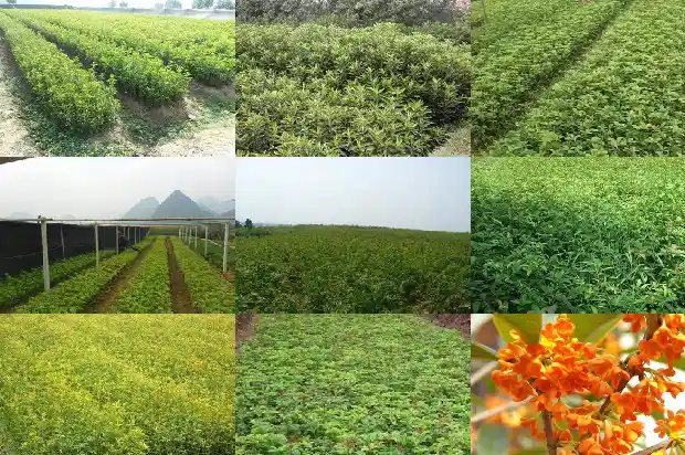 野桂花树是什么样子1690158810728