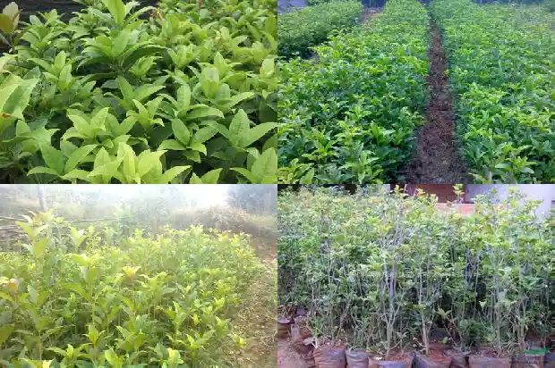 桂花树盆景老桩留多高比较好呢1687135999437