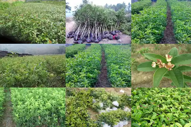 桂花老桩好不好养活呢1687136034092