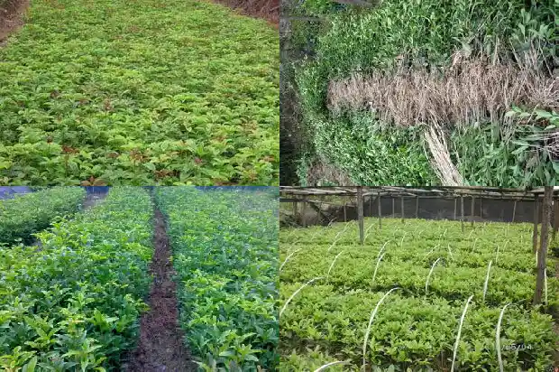 桂花老桩好不好养活呢1687136034185