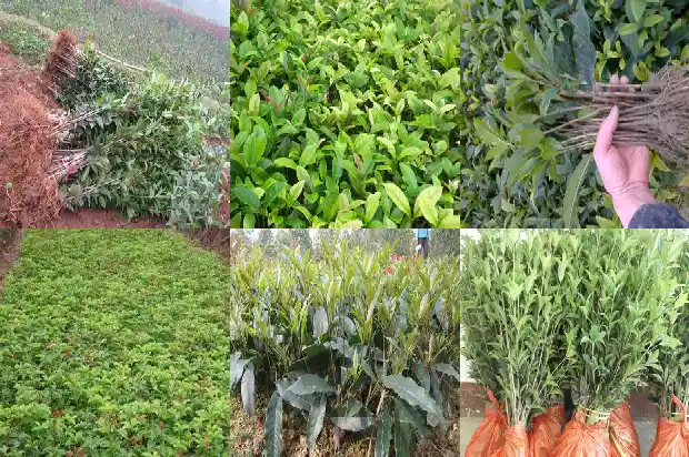 桂花老桩好还是新桩好看1687136053531