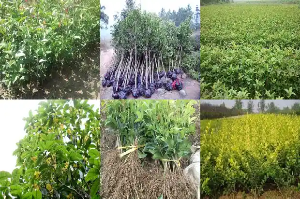 桂花老桩好还是新桩好看1687136053626