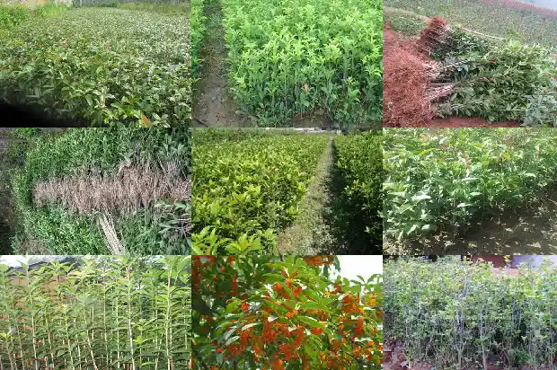 桂花老桩好还是新桩好看1687136053674