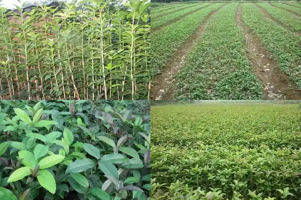 桂花的药用功能与作用1689208507151