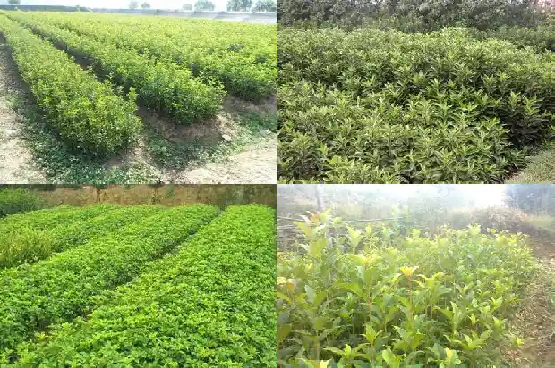 桂花生桩养多久能开花1687136063535