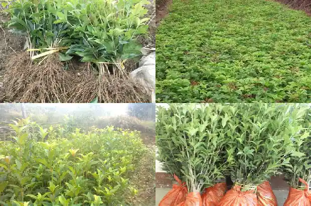 桂花生桩养多久能开花1687136063583