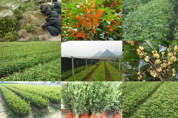 桂花盆景怎样修剪1687136072802
