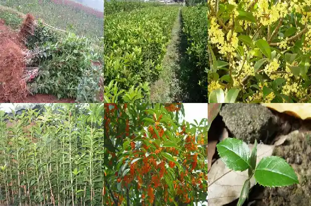桂花盆景怎样修剪1687136072849