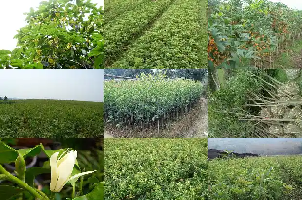 桂花怎么养成修剪枝条1687136092003