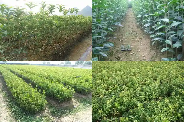 桂花怎么养成修剪枝条1687136092099