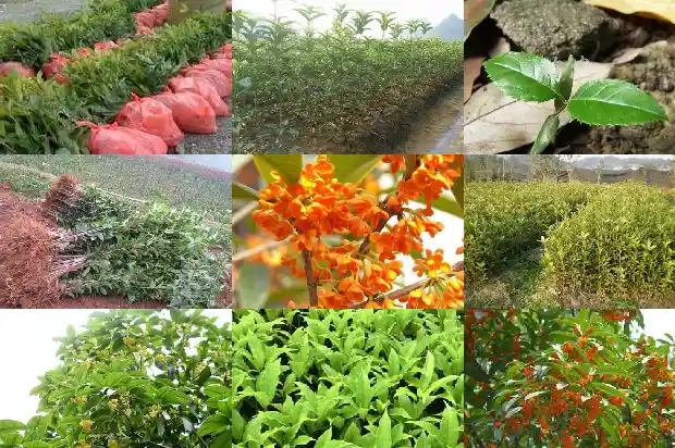 小桂花树苗价格表大全1689985505950