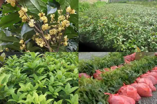 2013年桂花树价格表大全1689640296635