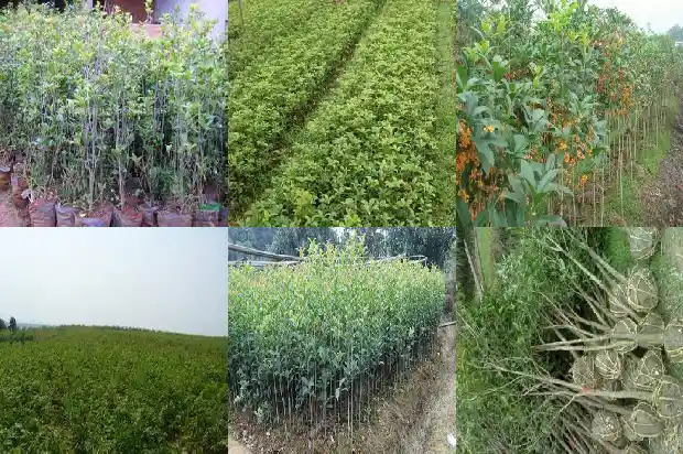 10公分的桂花树价格是多少钱一棵1690158076193