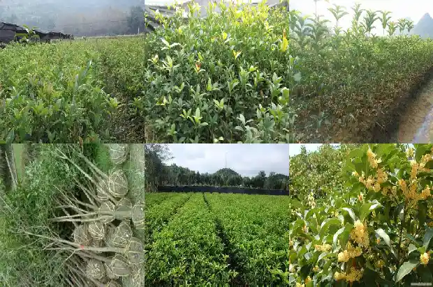 桂花干掉叶了怎么办1687136113373