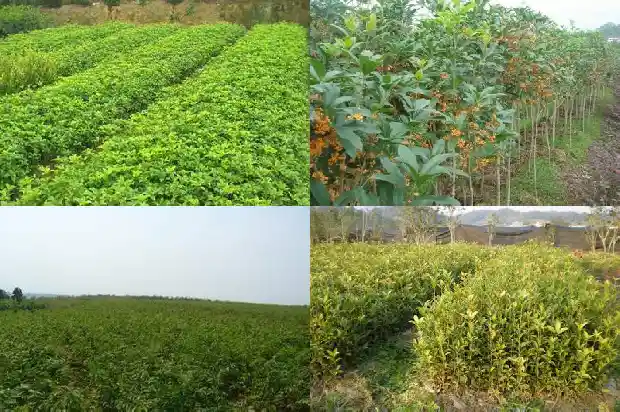 桂花干掉叶了怎么办1687136113421