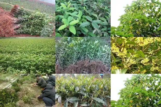 桂花干掉叶了怎么办1687136113469