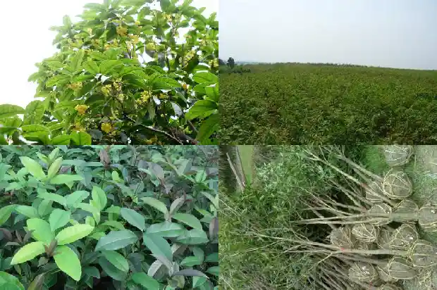 桂花老桩盆景最佳树形是什么意思啊1687136120925