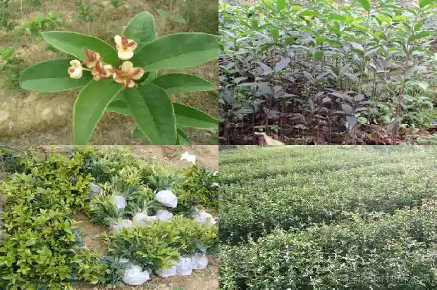 桂花树老桩的好还是新桩的好养1687136133048