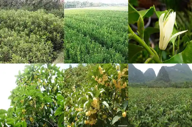 桂花树老桩的好还是新桩的好养1687136133096