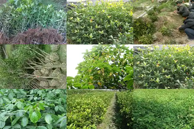 桂花树老桩的好还是新桩的好养1687136133144