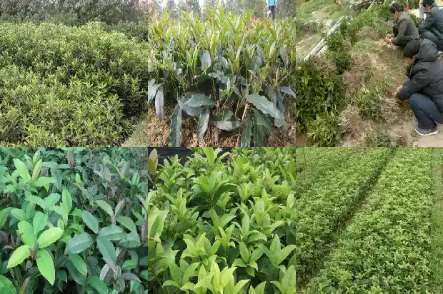 桂花树老桩的好还是新桩的好养1687136133191