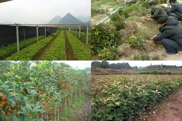 桂花树锯桩多久发新芽啊1687136152520