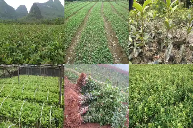 桂花树锯桩多久发新芽啊1687136152568