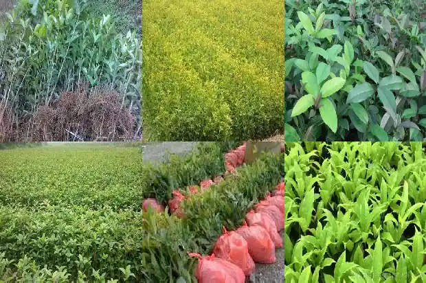 桂花树根能种活吗1687136162050