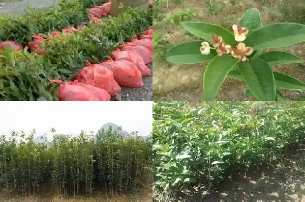 桂花树根能种活吗1687136162098