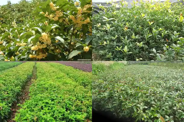 盆栽桂花修剪时间和方法1688347136330