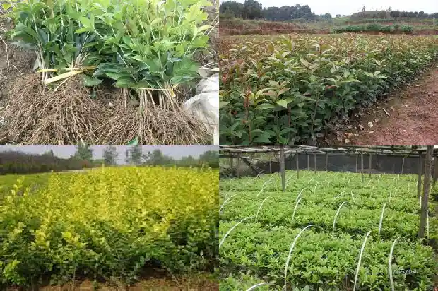 桂花树有多重1690849909676