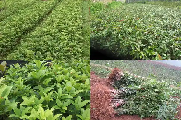 桂花树老桩挖出来能活吗1687136190906