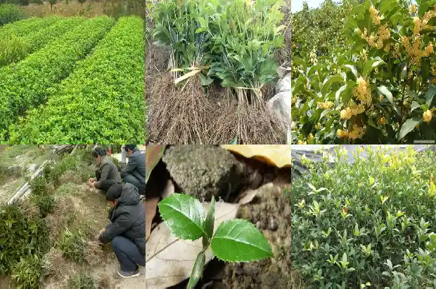 桂花树老桩挖出来能活吗1687136190953