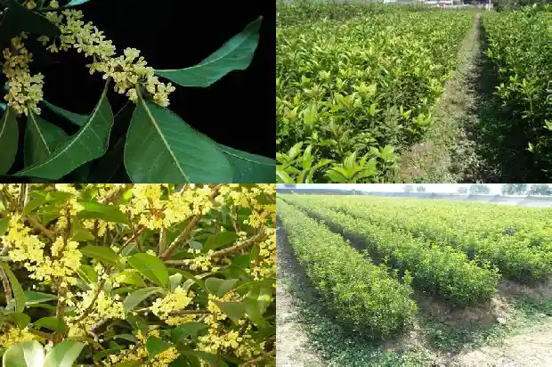 桂花树可以修剪成光桩吗1687136202435