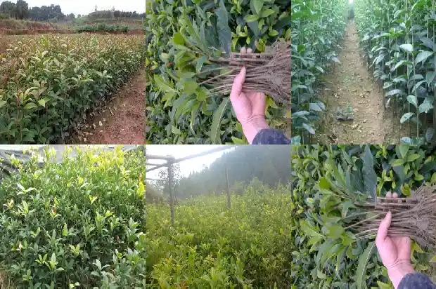 桂花树可以修剪成光桩吗1687136202482