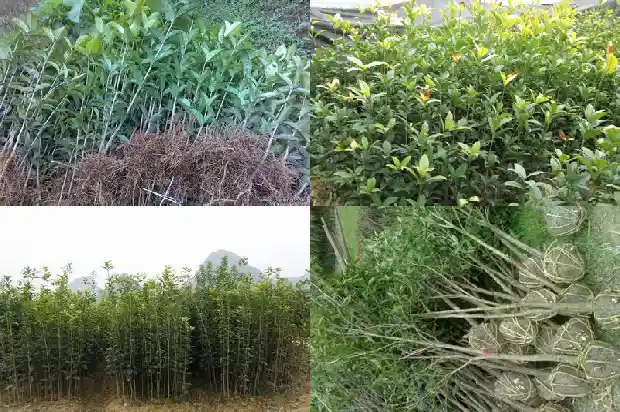 桂花树有白蚁怎么办1687136212074