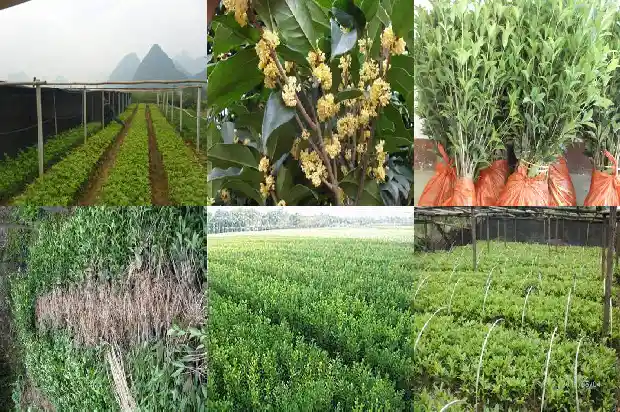桂花树有白蚁怎么办1687136212168