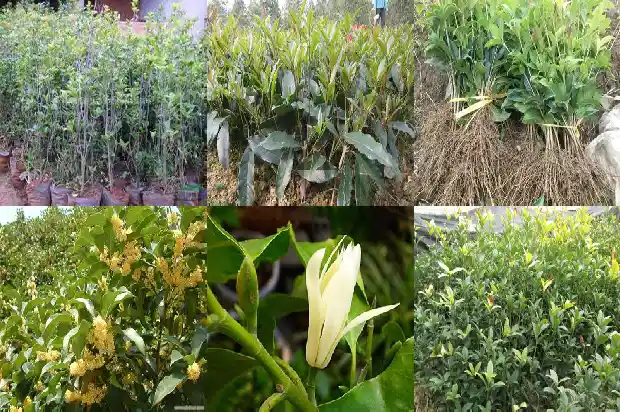 桂花树有蚂蚁怎样处理好1687136234502