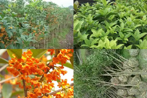 桂花盆栽里面很多蚂蚁怎么办1687136249821