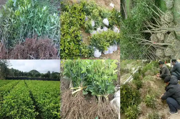 桂花树上有蚂蚁该打什么药1687136261275