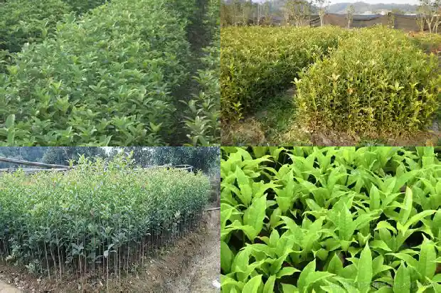 桂花树上有蚂蚁该打什么药1687136261369