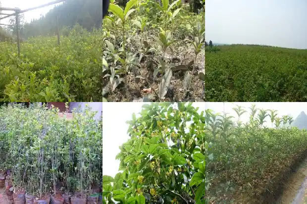 桂花树上有蚂蚁该打什么药1687136261416