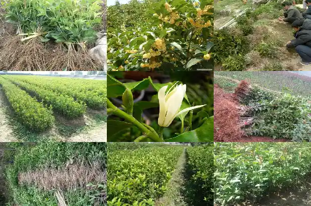桂花树上有很多蚂蚁怎么办1687136270597