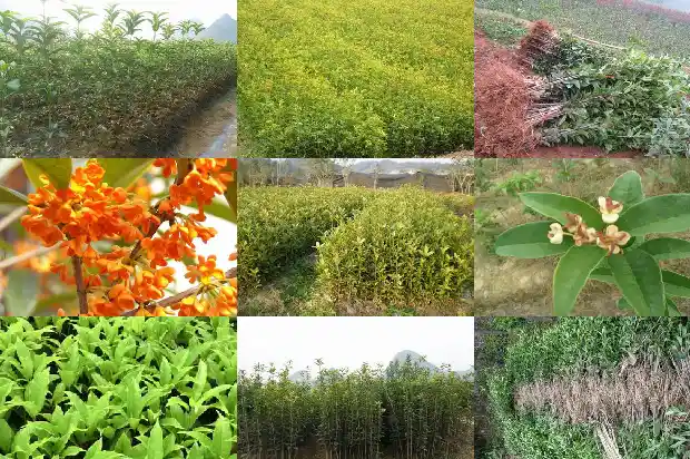 桂花用多少度的开水泡1689313565398