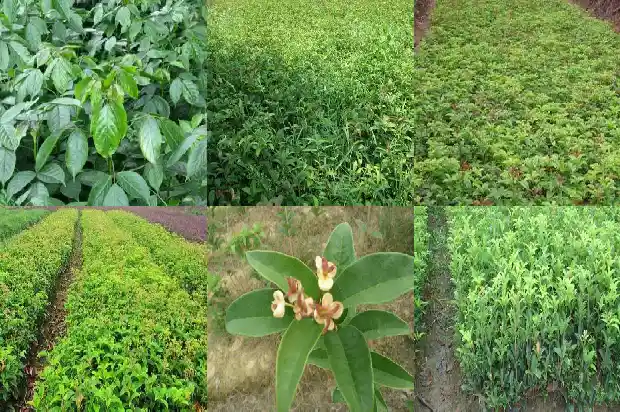 桂花树蚂蚁多有什么办法1687136280147