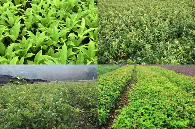 桂花树有白蚁用什么药治好1687136289836