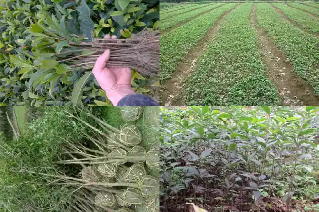 桂花树有白蚁用什么药治好1687136289884