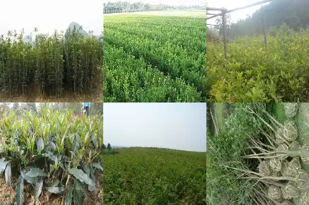 桂花树有白蚁用什么药治好1687136289931