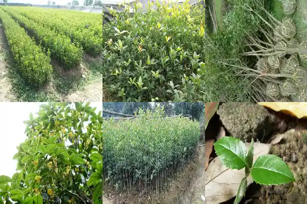 桂花树有白蚁用什么药治最好1687136298223