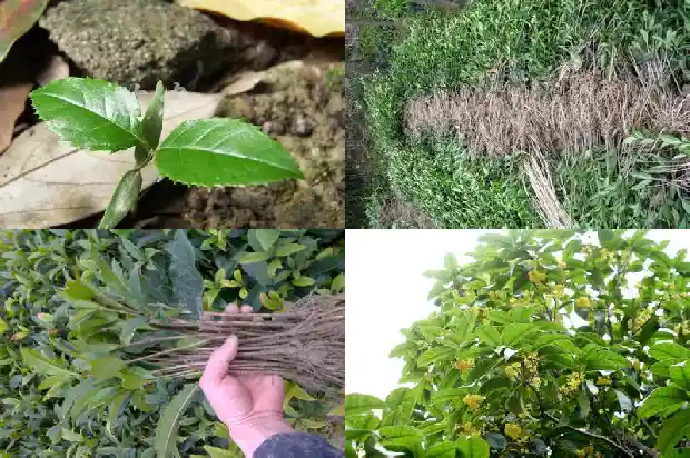 桂花木料雕刻1688519352394